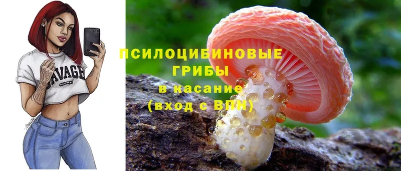 Галлюциногенные грибы Cubensis  Горнозаводск 